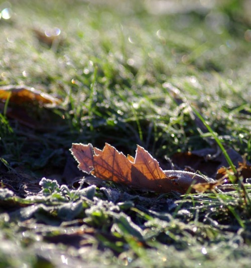photo of frosty leaf