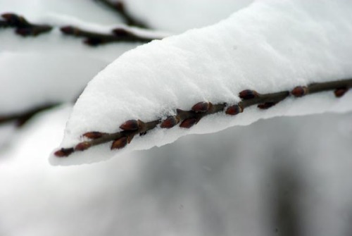 photo of pussy willow buds under snow