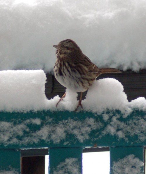 photo of song sparrow standing on turquoise rocker