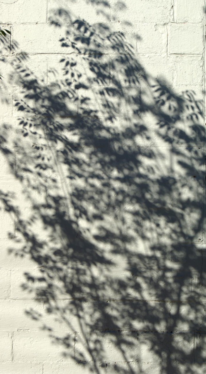 shadow of tree on wall
