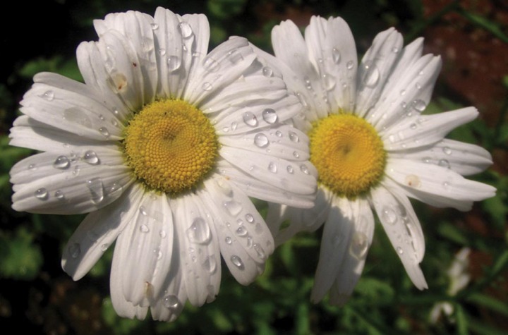 two daisies with raindrops