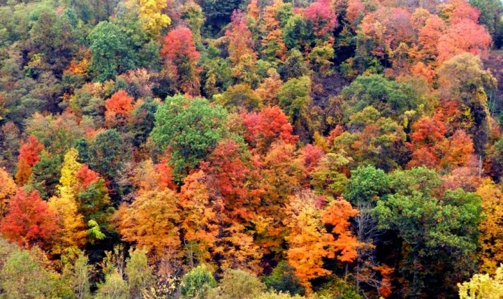 autumn hillside