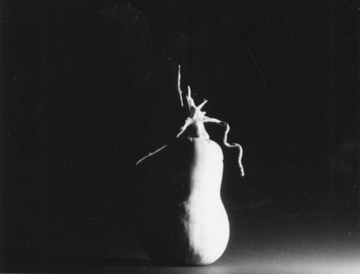 black and white photo of butternut