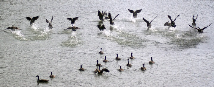 geese on water
