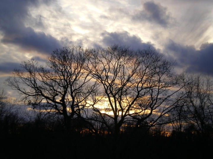 sunset behind trees