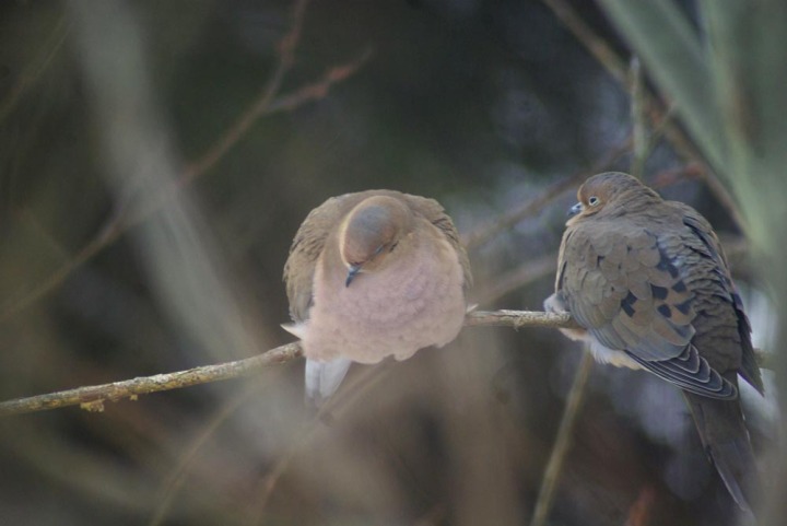 two doves on a branch