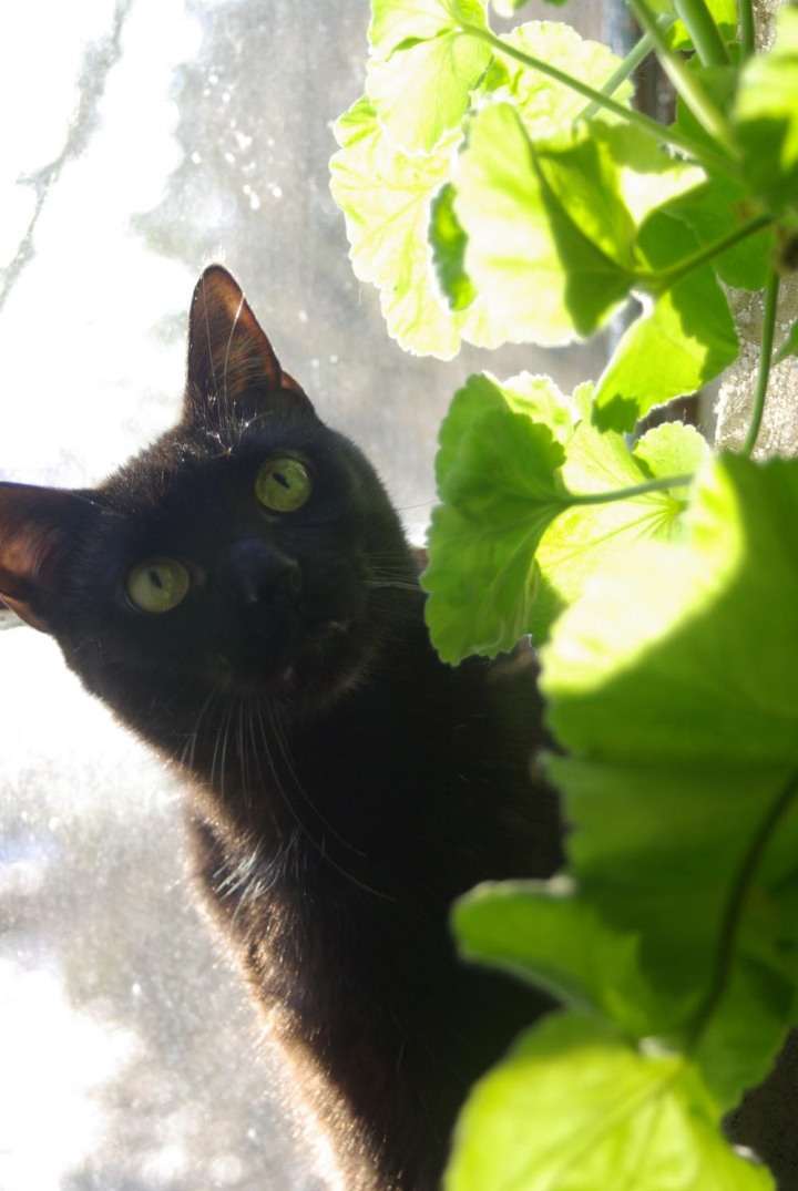 black cat looking at geranium leaves