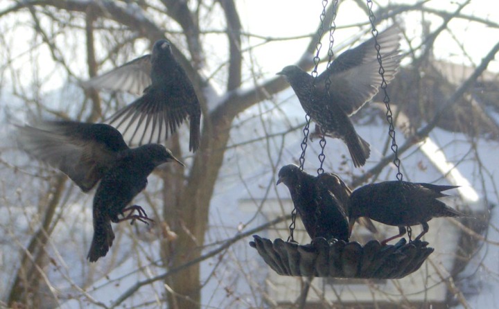 starlings at bird feeder