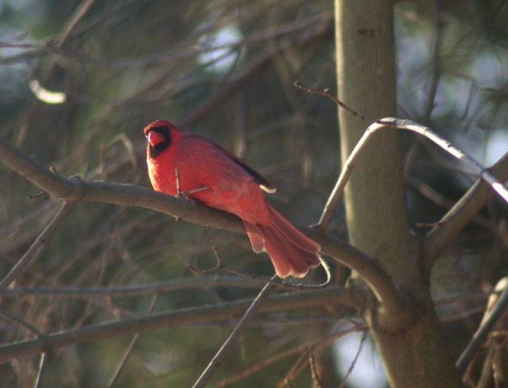 photo of male cardinal