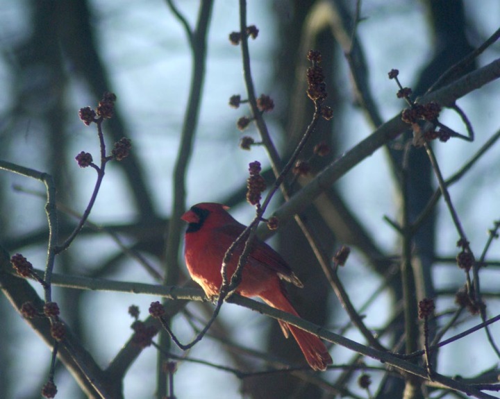 cardinal in maple tree branches