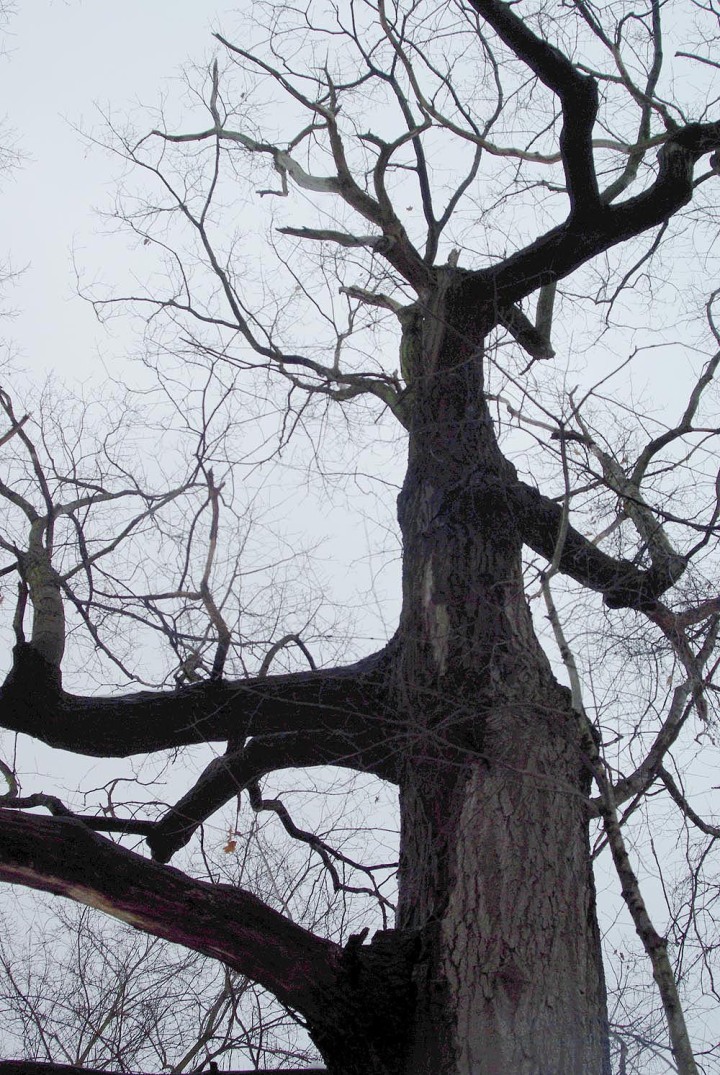     The Red Oak Tree lifts its craggy old arms to a gray winter sky.