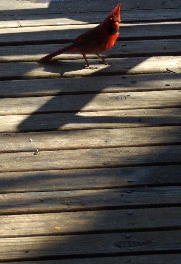 cardinal on wood deck