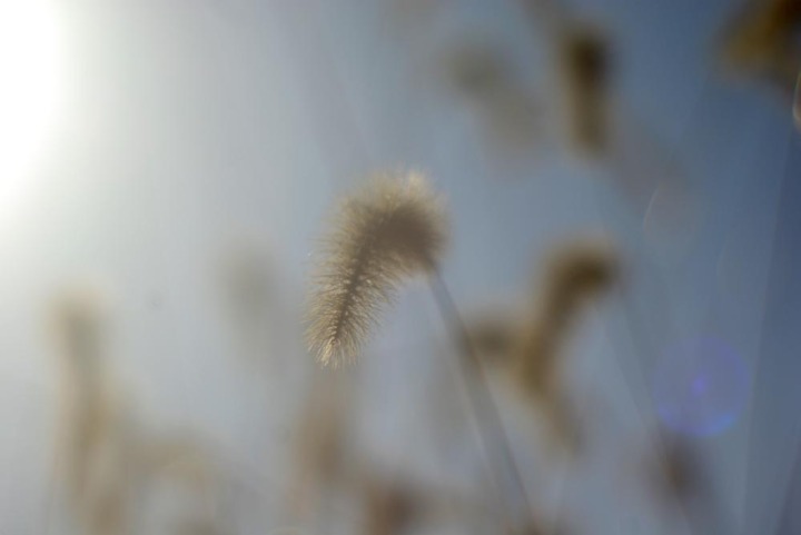 photo of grasses in the sun