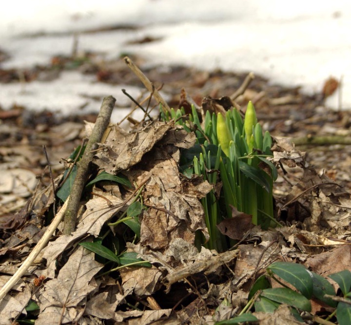 daffodils coming up through leaves