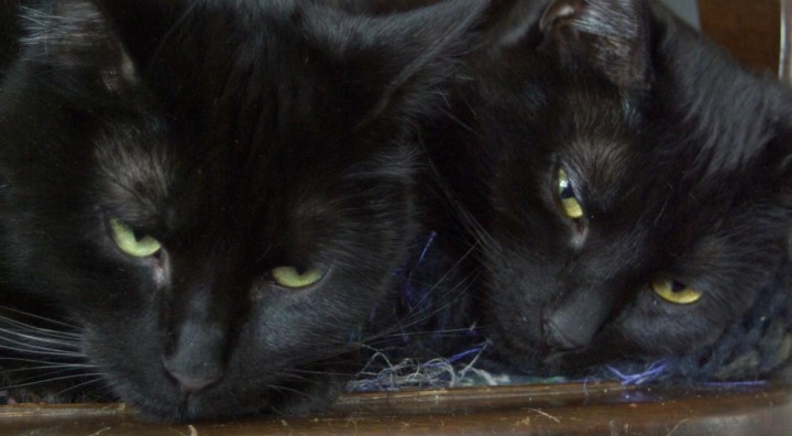 two black cats