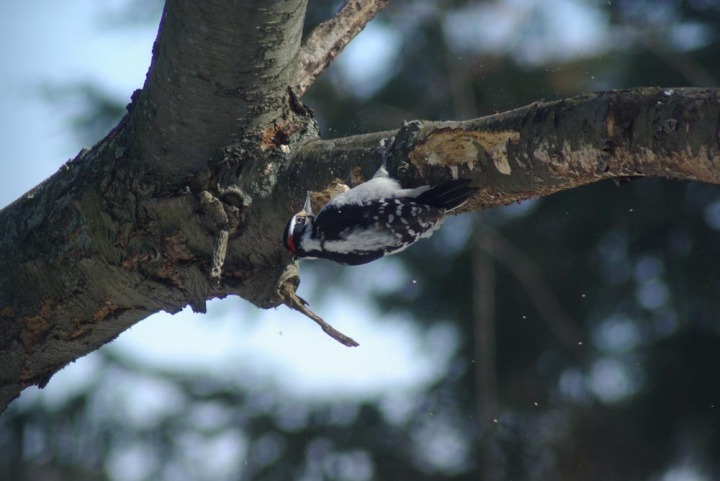 woodpecker hammering on branch
