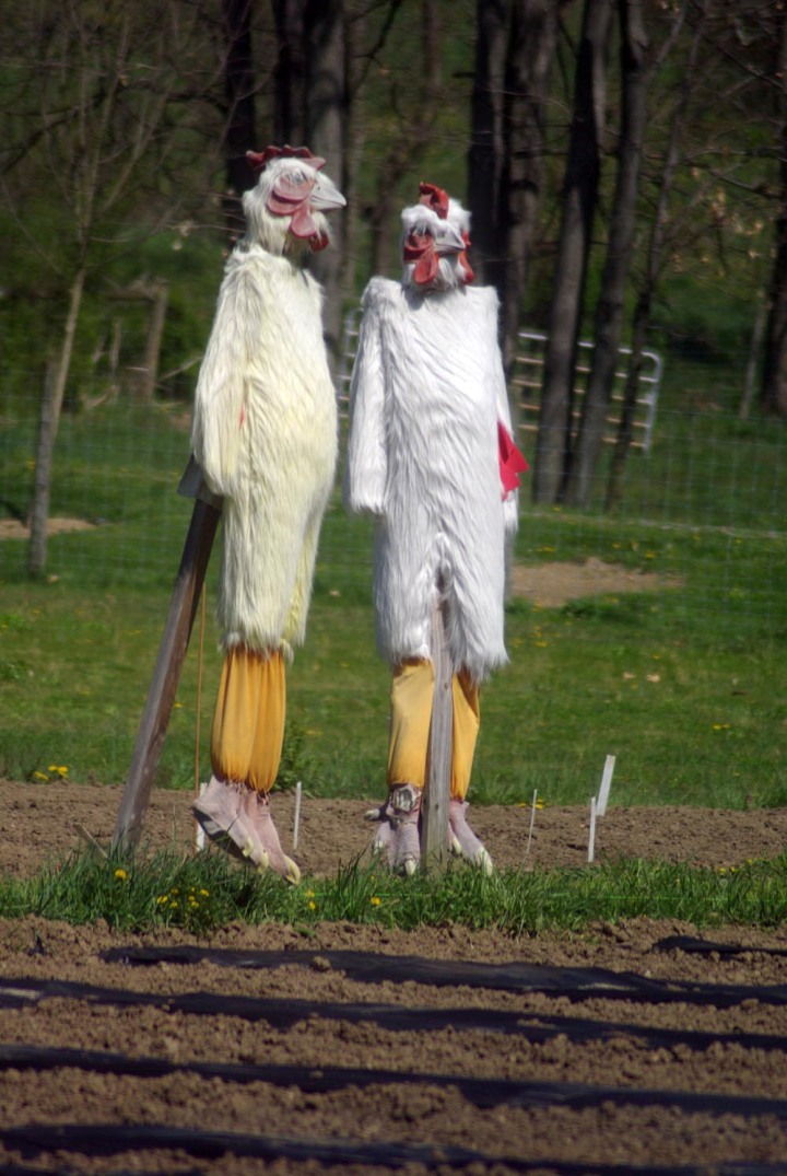 two chicken scarecrows