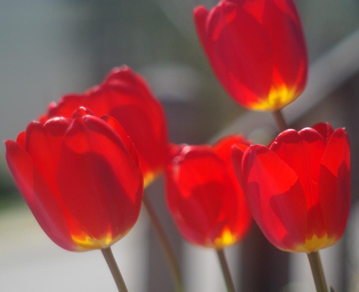 photo of red tulips