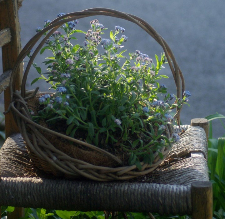 basket with forget-me-nots