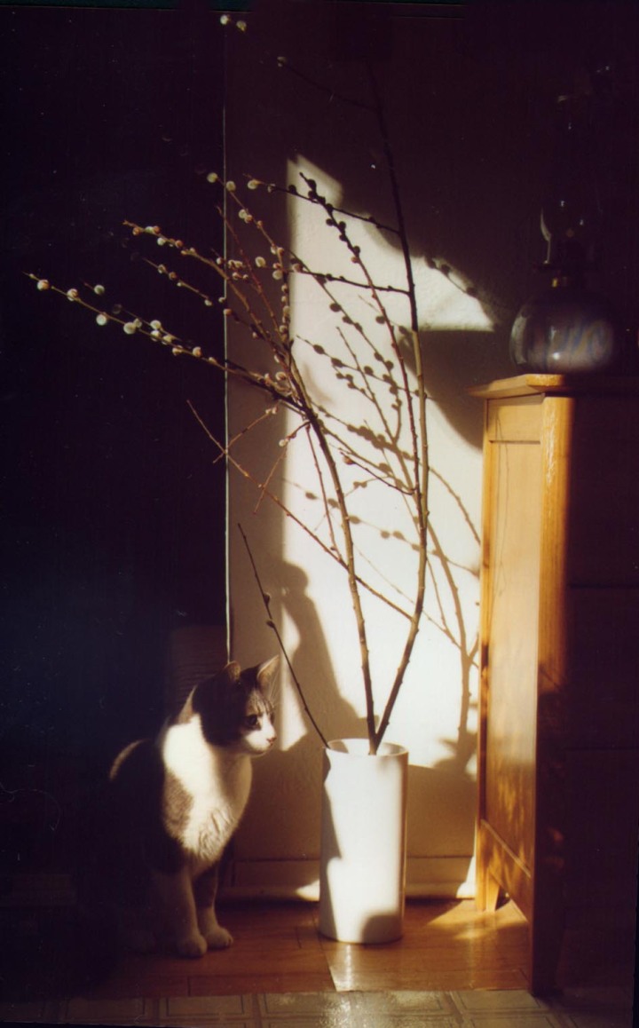 photo of a cat and pussy willow in angled sunlight