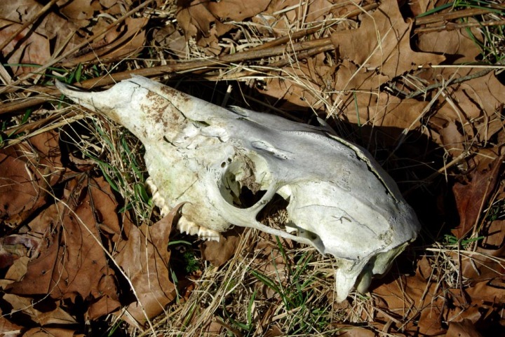 photo of deer skull