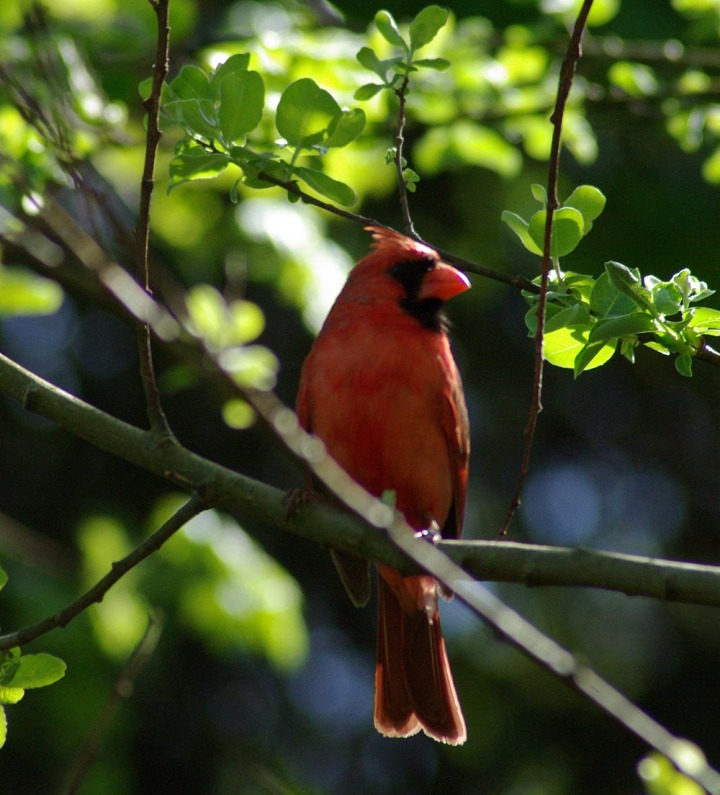 american cardinal on branch