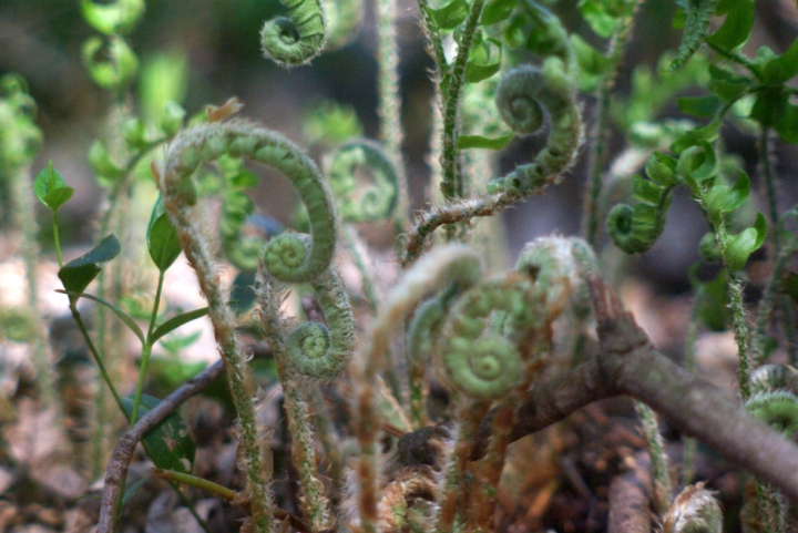ferns emerging from the leaves