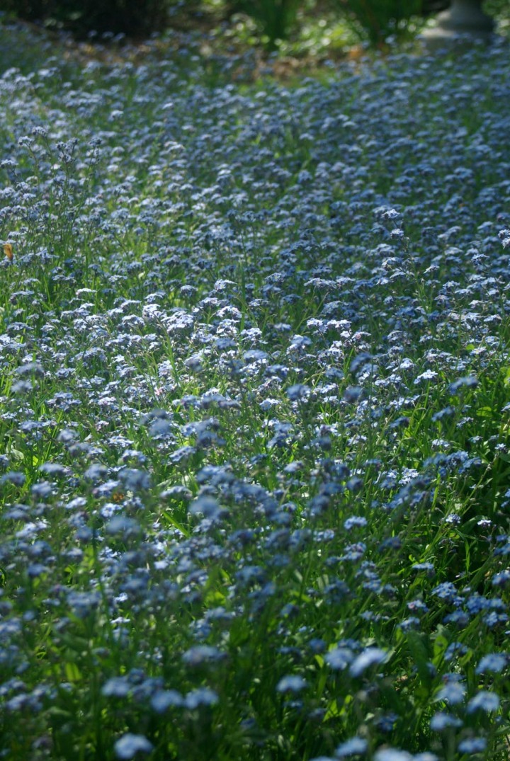 field of forget-me-nots