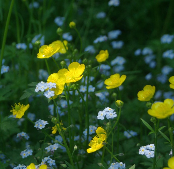 buttercups and forget-me-nots