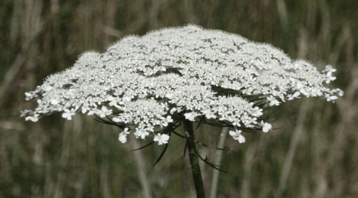 umbel of Queen Anne's Lace