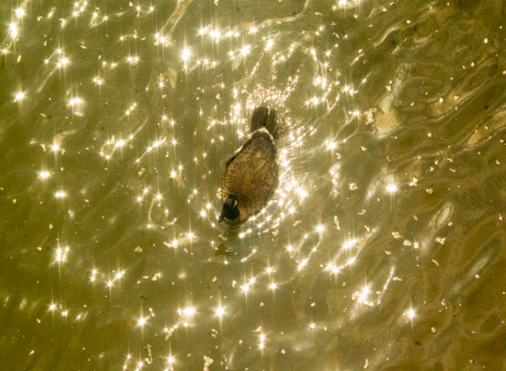 goose on gold water with sparkles