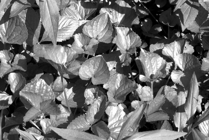 black and white photo of leaves