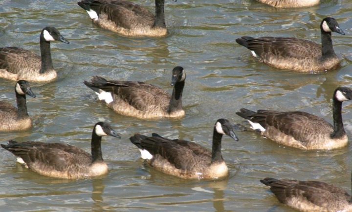 canada geese in formation
