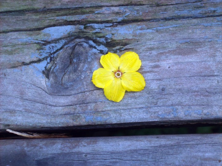 yellow flower on blue bench