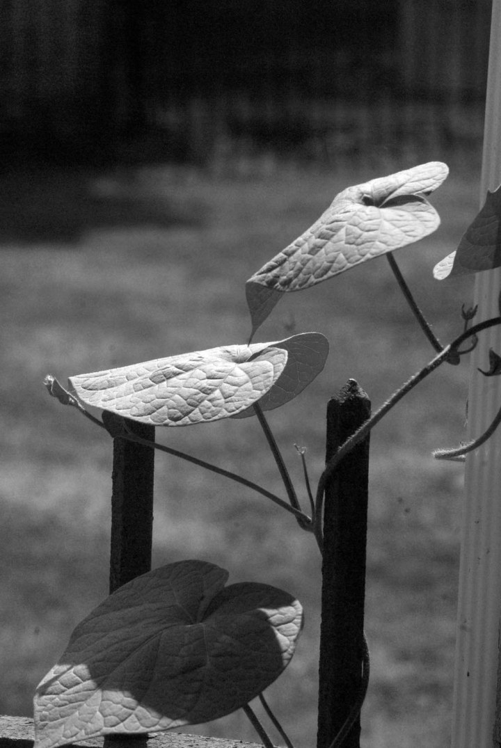 three morning glory leaves in black and white