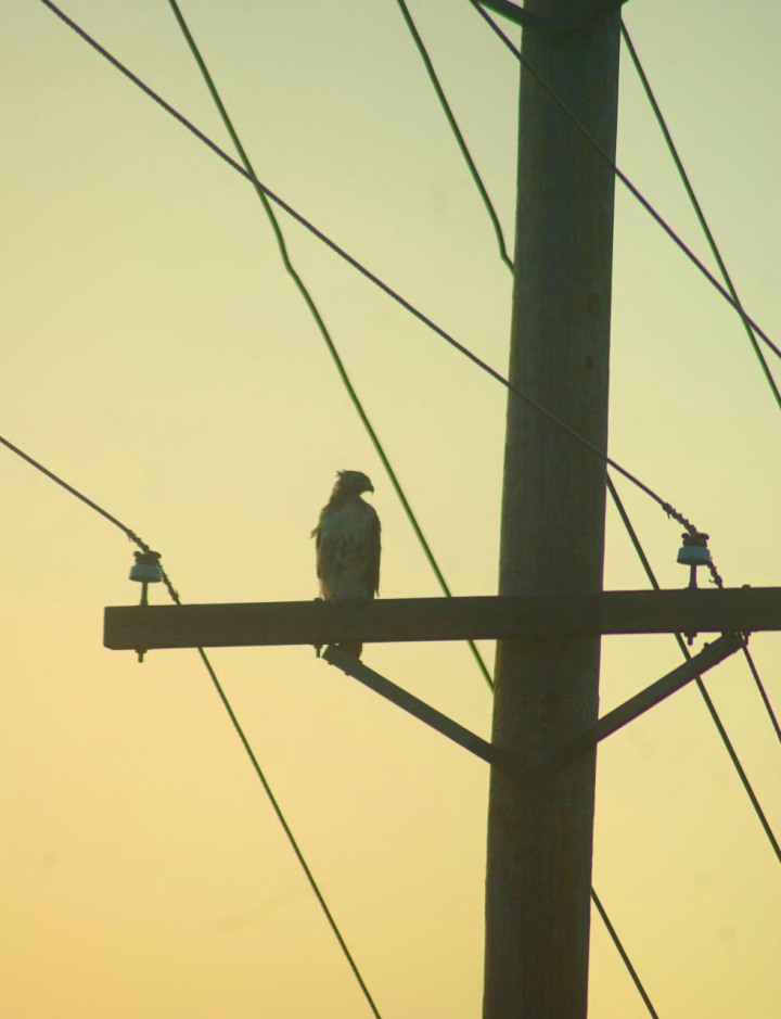 hawk on utility pole