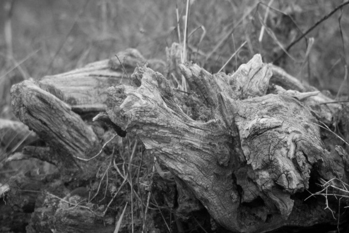 black and white photo of driftwood