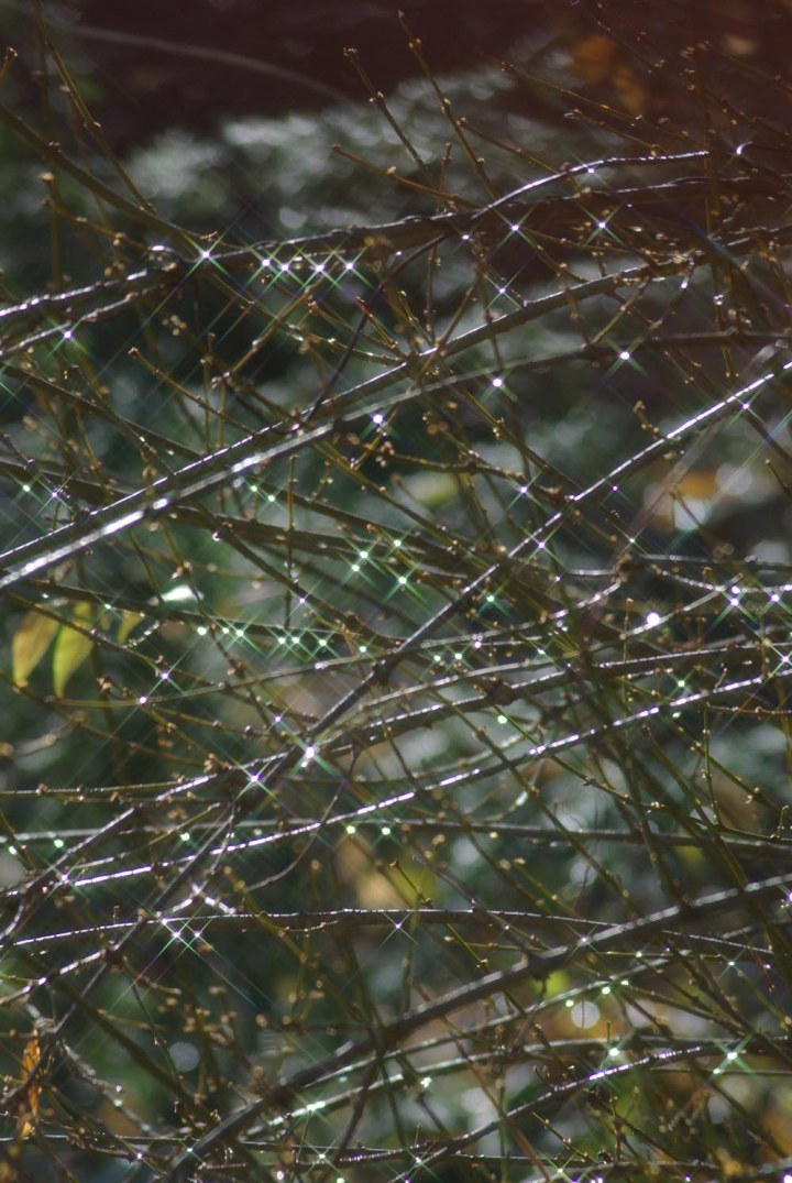 water droplets on branches.