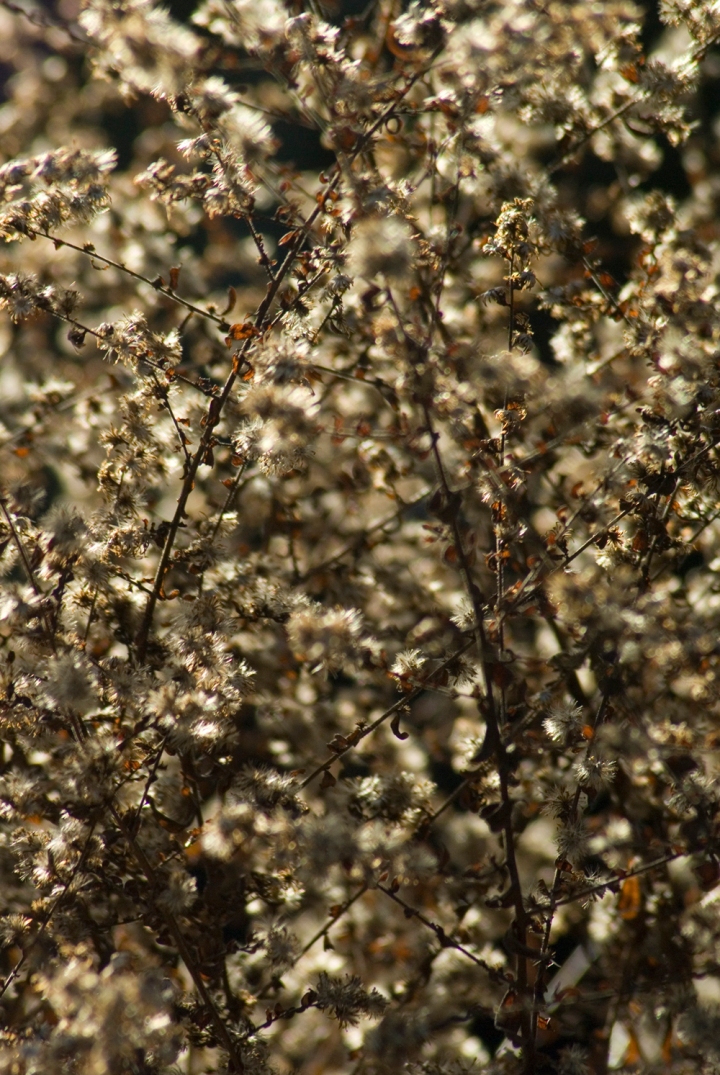 Dried flowers in sun