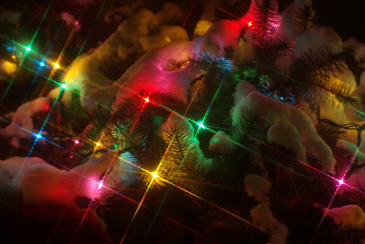 photo of christmas lights in snowy pine