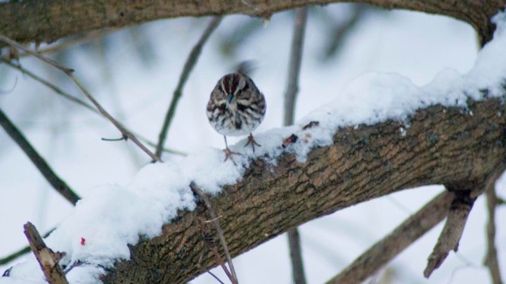 song sparrow from the front