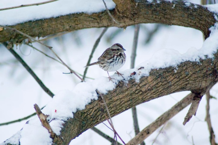 song sparrow on branch with snow.
