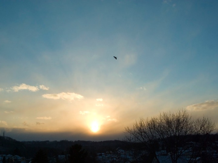winter sunset with bird silhouette