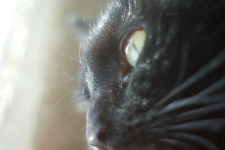 black cat looking out window