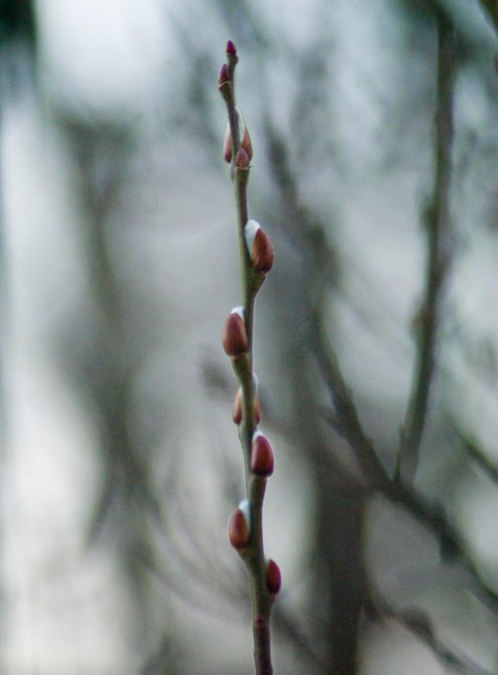 pussy willow catkins