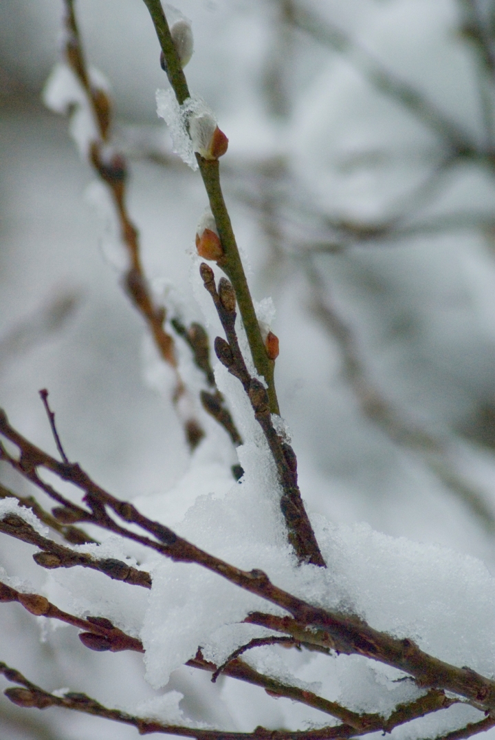 Snow falls on the catkins
