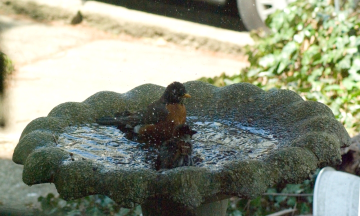 robin and sparrow in bird bath