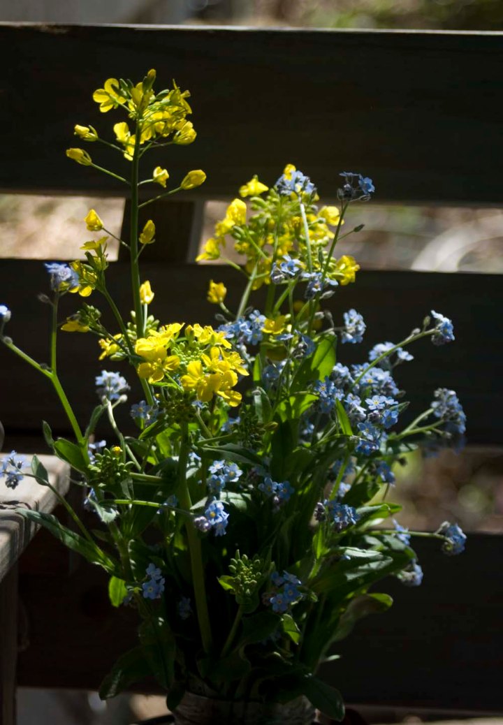 Turnip flowers and forget-me-nots.