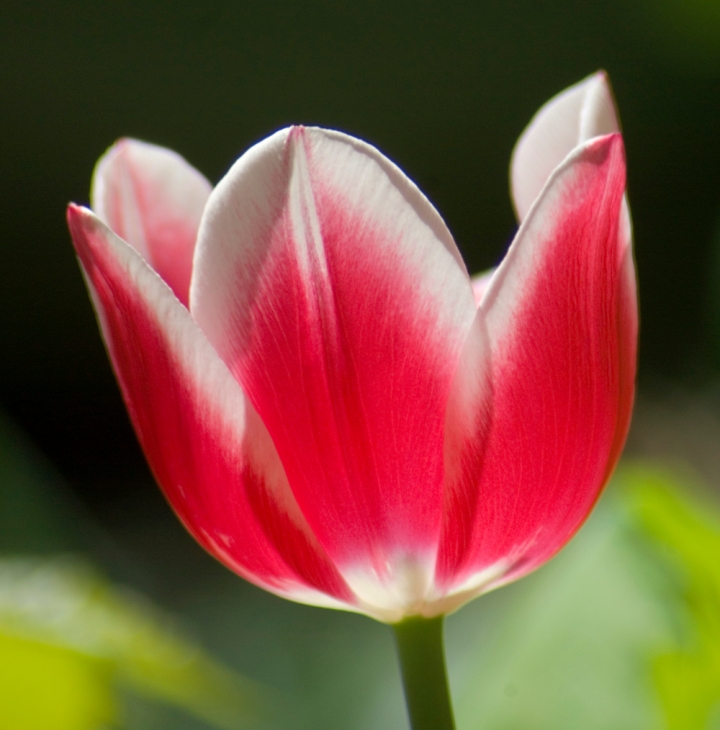 red and white tulip