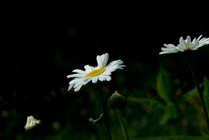 Three daisies